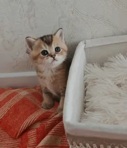 Шотландский малыш