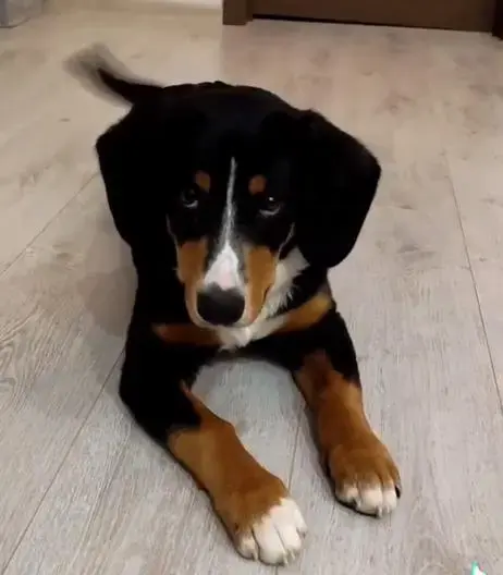 Воспитание щенка (Минск, Минская обл., Онлайн) - Чашники - 202644 - Доска объявлений Kupika.by - Фото 8