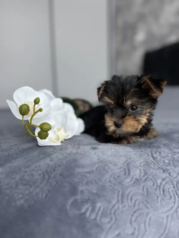 Йоркширский терьер (мальчик) - Вся Беларусь - 237694 - Доска объявлений Kupika.by - Фото 4