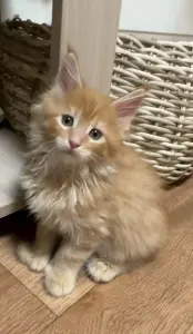 Котята мейкун