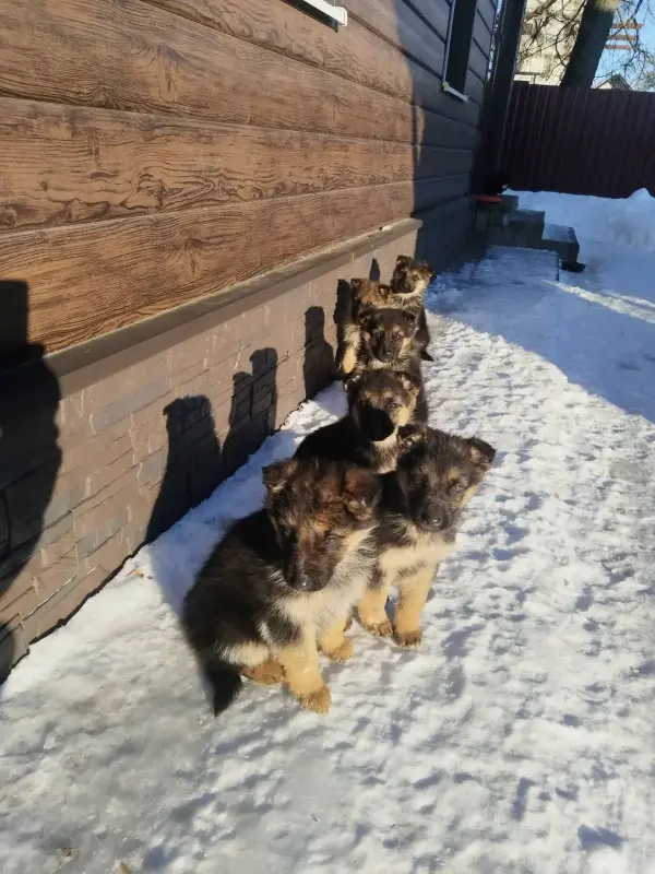 Собаки - Щенки немецкой овчарки - Вся Беларусь Щенки немецкой овчарки - Вся Беларусь - 235460 - Доска объявлений Kupika.by