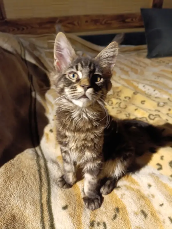 Котик Мейн-кун