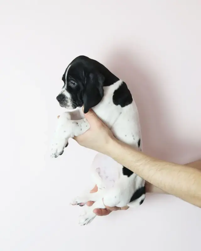 Щенки Английского Пойнтера - Вся Беларусь - 235716 - Доска объявлений Kupika.by - Фото 7