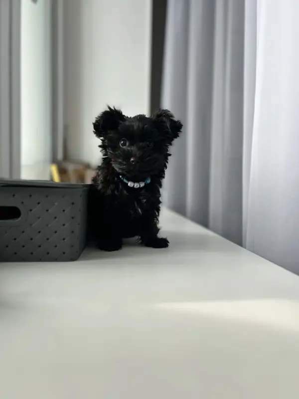 Щенок/йорк/мальтипу - Вся Беларусь - 238196 - Доска объявлений Kupika.by - Фото 2