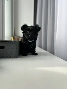 Щенок/йорк/мальтипу