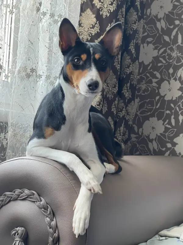 Щенки Басенджи, породистые - Вся Беларусь - 237009 - Доска объявлений Kupika.by - Фото 8