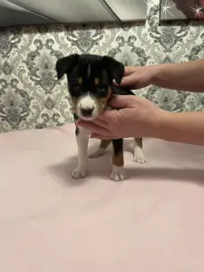 Щенки Басенджи, породистые