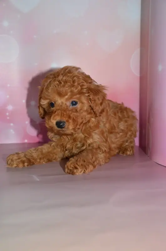 Собаки - Той-пудель - Новоельня - Фото 3 Той-пудель - Новоельня - 238354 - Доска объявлений Kupika.by - Фото 3