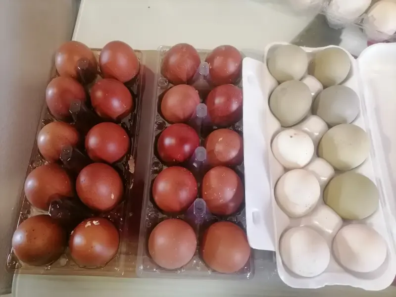 Яйцо инкубационное