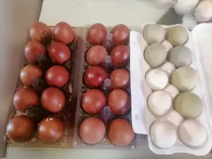 Яйцо инкубационное