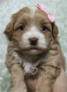 Щенки Мальтипу