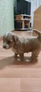 Продажа щенков мальтипу