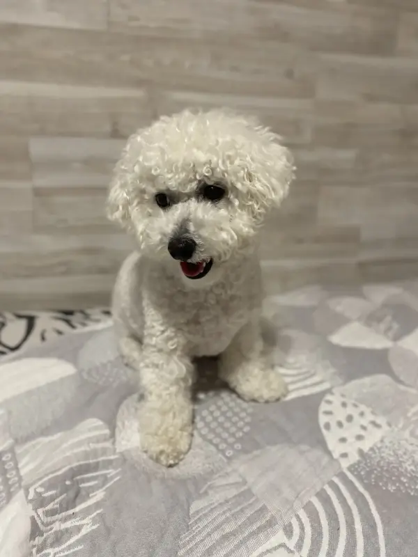 Вязка (случка) Бишон-фризе - Коханово - 236583 - Доска объявлений Kupika.by - Фото 3