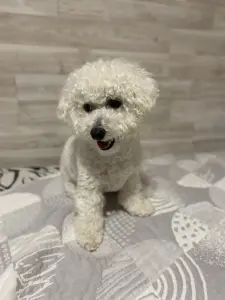 Вязка (случка) Бишон-фризе