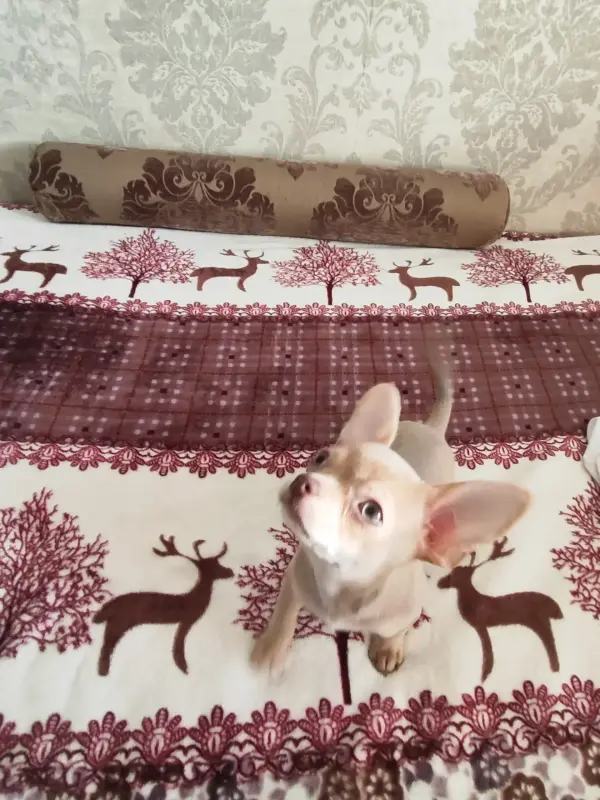 Малыш чихуахуа красивого окраса - Вся Беларусь - 235685 - Доска объявлений Kupika.by - Фото 2