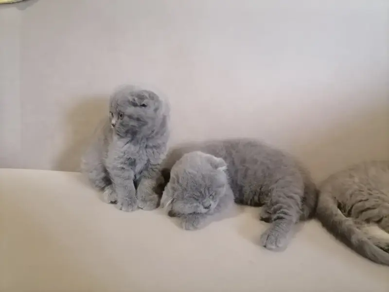 Шот вислоухие котята девочкт - Вся Беларусь - 237000 - Доска объявлений Kupika.by - Фото 2