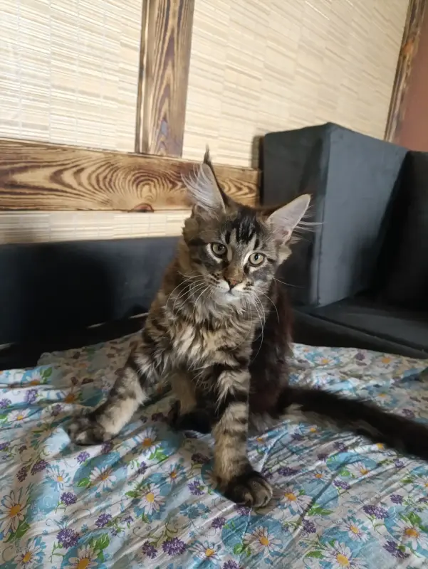 Котик Мейн-кун - Костюковичи - 238230 - Доска объявлений Kupika.by - Фото 3