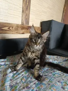 Котик Мейн-кун