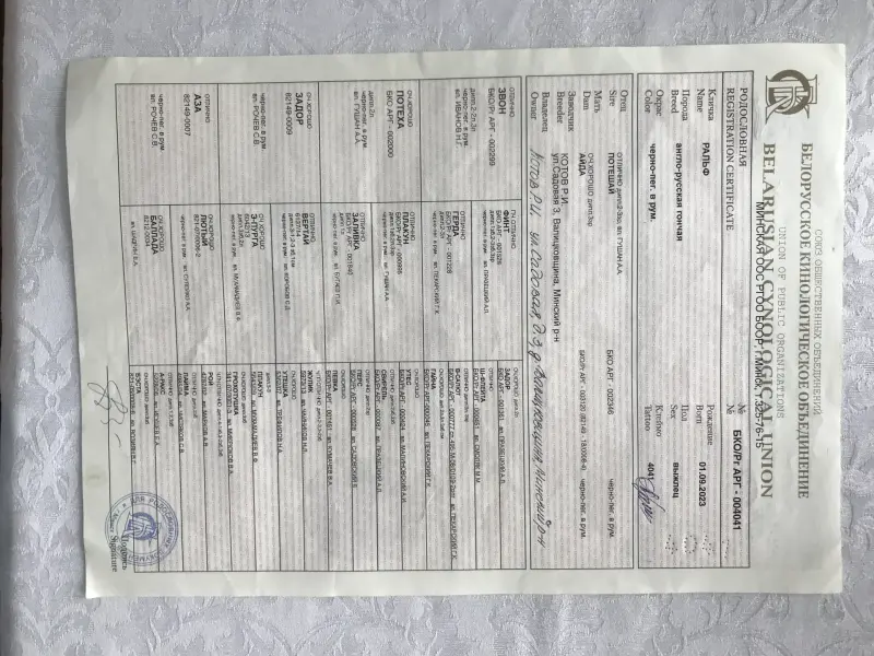 Собаки - Щенки англо-русской гончей - Вся Беларусь - Фото 3 Щенки англо-русской гончей - Вся Беларусь - 237712 - Доска объявлений Kupika.by - Фото 3