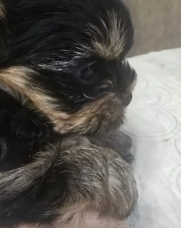 Мини йоркширский терьер - Езерище - 234061 - Доска объявлений Kupika.by - Фото 3