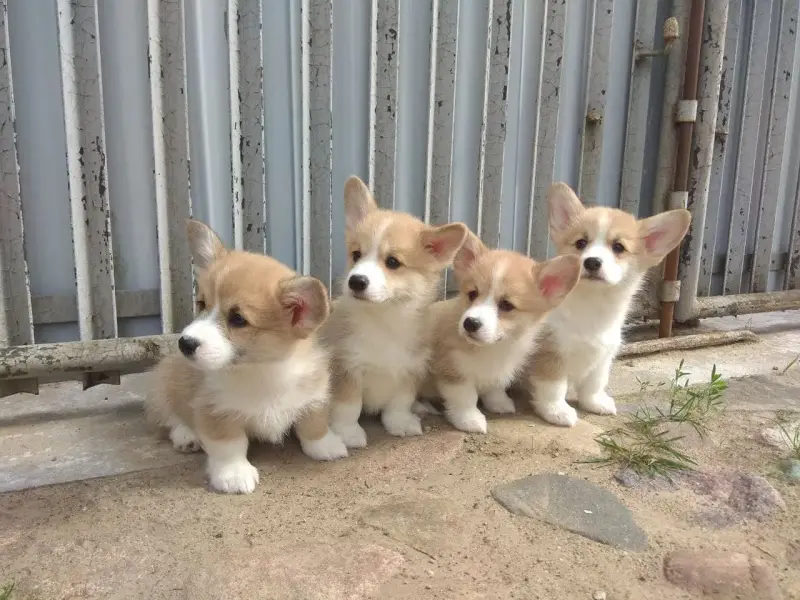 Корги продажа щенков