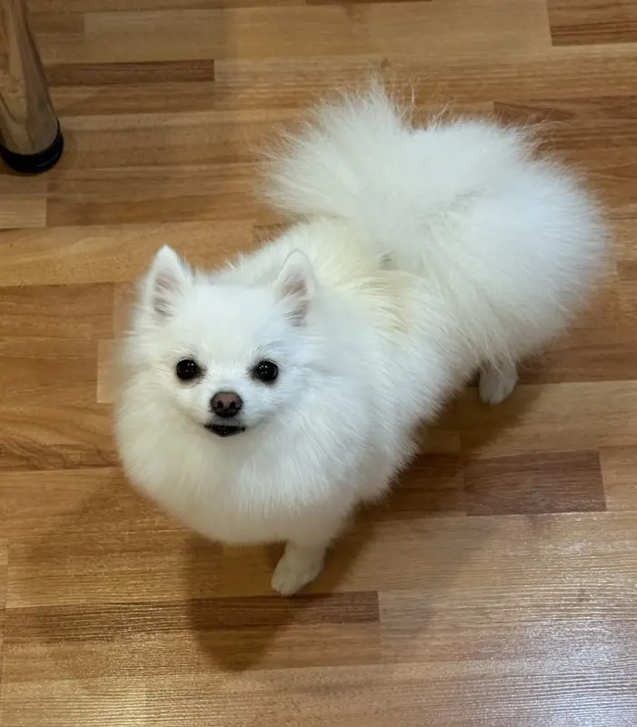 Померанский шпиц мальчики(для брони) - Вся Беларусь - 238225 - Доска объявлений Kupika.by - Фото 8