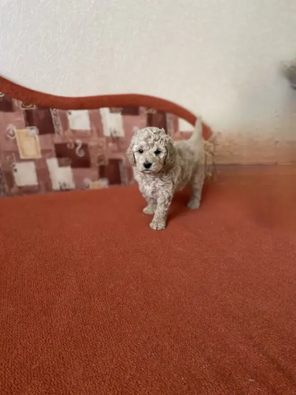 Собаки - Той-пудель крем - Вся Беларусь - Фото 2 Той-пудель крем - Вся Беларусь - 238086 - Доска объявлений Kupika.by - Фото 2