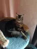 Кошечка Мейн-кун - Вся Беларусь - 238343 - Доска объявлений Kupika.by - Фото 4