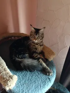 Кошечка Мейн-кун