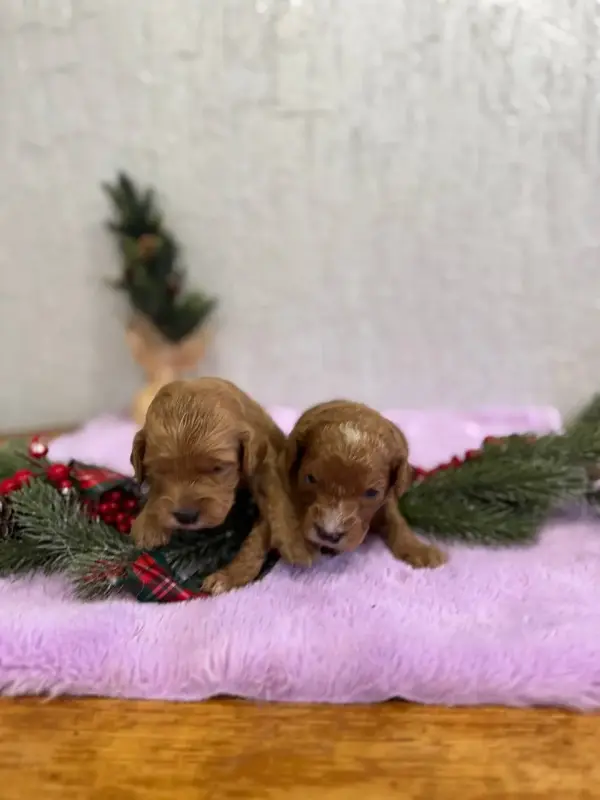 Щенки мальтипу кавапу пушон бронь Доставка в любую