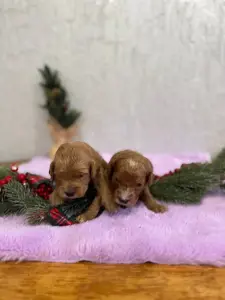 Щенки мальтипу кавапу пушон бронь Доставка в любую