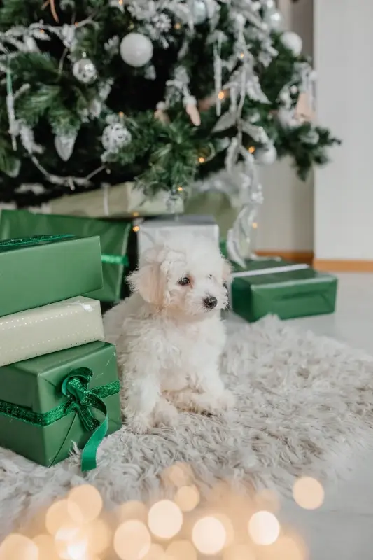 Щенки бишон фризе