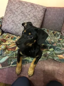 Щенок. Бесплатно