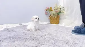 Щенки мальтийской болонки