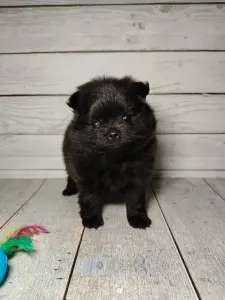 Померанский шпиц, щенки с самым изысканным окрасом!