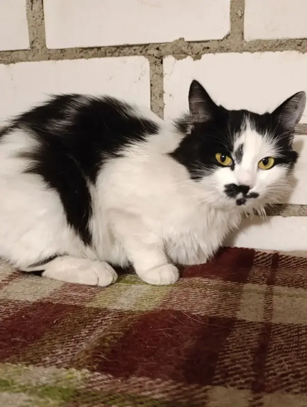 Кошка ищет дом! Срочно! SOS! В дар!