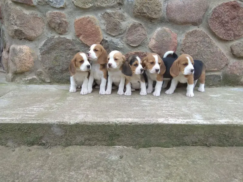 Бигль продажа щенков - Вся Беларусь - 236825 - Доска объявлений Kupika.by - Фото 3