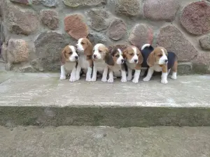 Бигль продажа щенков