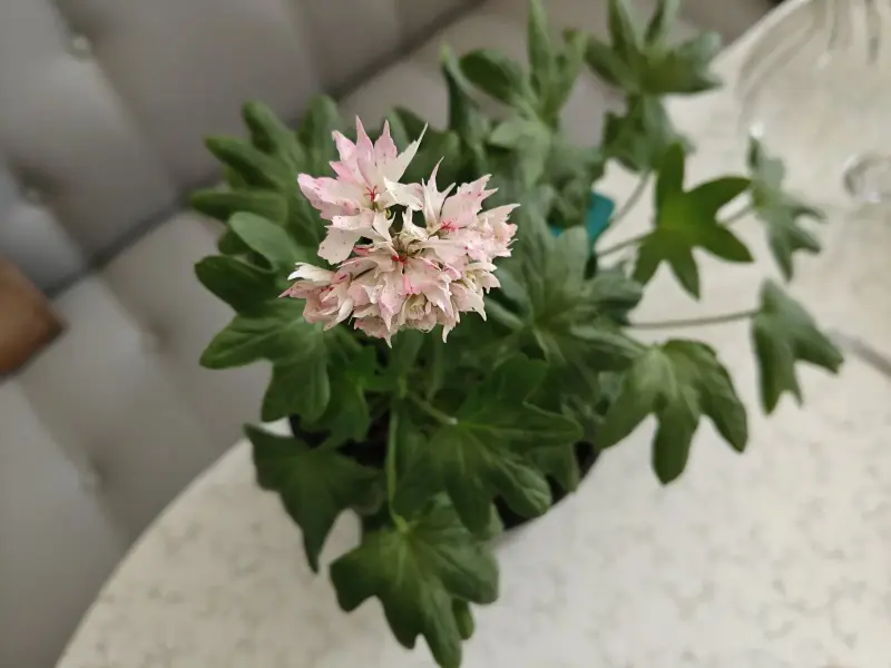 Герань цветущая звёздчатая (Cтеллар) Richard Hodgson - Вся Беларусь - 236037 - Доска объявлений Kupika.by - Фото 9