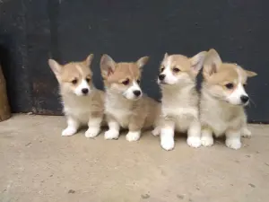 Корги продажа