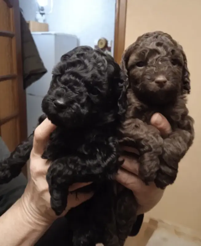 Щенки среднего пуделя