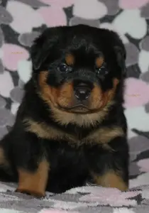 щенки ротвейлера