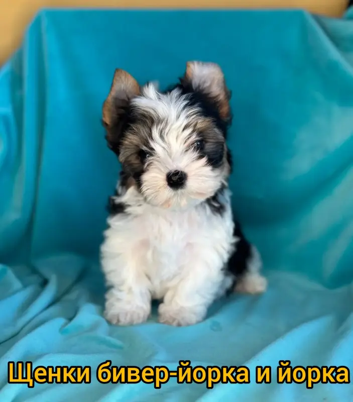 Щенки йорка и бивер-йорк доставка по рб
