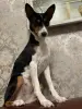 Щенки Басенджи, породистые - Вся Беларусь - 237009 - Доска объявлений Kupika.by - Фото 6