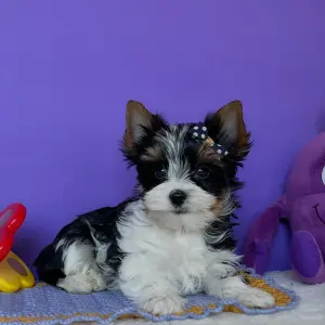 Бивер йоркширский терьер