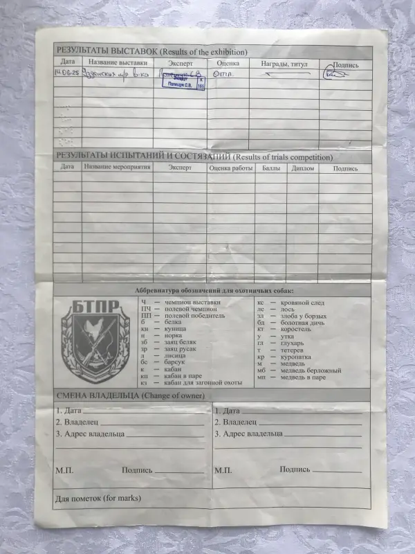 Щенки англо-русской гончей - Ружаны - 237712 - Доска объявлений Kupika.by - Фото 4