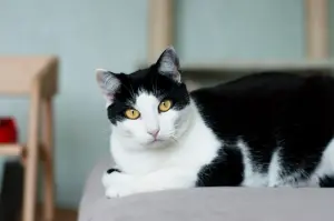 Рейна - кошка как подарок