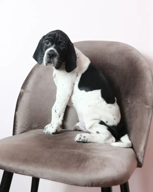 Щенки Английского Пойнтера - Вся Беларусь - 235716 - Доска объявлений Kupika.by - Фото 3