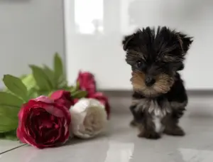 Йоркширский терьер