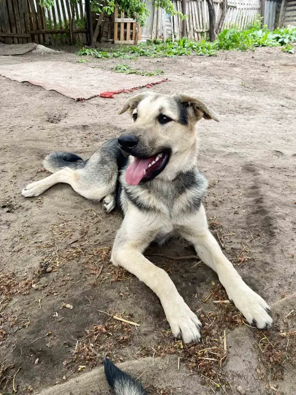 Щенки из усыпалки в дар! Ищут дом или передержку! - Брест - 237125 - Доска объявлений Kupika.by - Фото 3